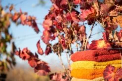 Super Pile Bath Towel Collection -Home Furnishings collection 2016 partie2 quinta praia 204 copy 1